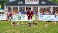 Warwickshire Beagles at the Hanbury Countryside Show, Worcestershire, England.