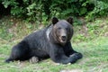 wary black bear on the background of forest