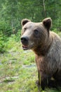 wary brown bear on the background of forest