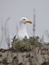 A wary California gull Larus californicus watches from atop a dune