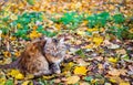 Wary cat in autumn