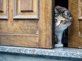 Wary cat at door. Note candid shot, narrow depth of field, focus