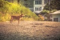 Wary dog on rural road in Sri Lanka