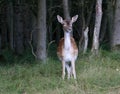 Wary Fallow Deer Doe