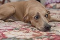 A wary female dog stares at an unwelcome person while lying on the bed