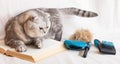 Wary gray cat lying on book looking at grooming brushes