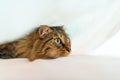 A wary gray cat under a sheet