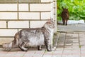 A wary gray cat stands near a brick wall on the street