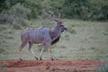 Wary Kudu Giant