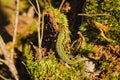 Wary lizard basks in the sun near its burrow