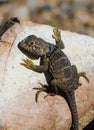 Wary lizard watches me take his picture as he tries to collect the last few warm rays of sunlight on a chilly autumn morning