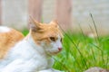 A wary look of a stray cat Royalty Free Stock Photo
