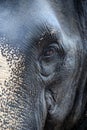 Wary look of Thai elephant close-up Royalty Free Stock Photo