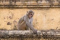 Wary monkey sitting on old house in Jaipur