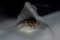 A wary mother jumping spider protects her eggsac