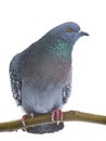 Wary pigeon looking to the side isolated on white