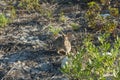 Rabbit ready to run