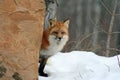 Wary red fox