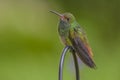 Wary Rufous-tailed Hummingbird