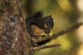 Wary Squirrel in a Tree Eating a Nut
