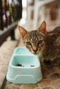 A wary stray cat stands by a light blue food bowl cautiously