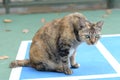 A wary tortoiseshell cat looking at an object of interest