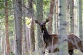 Wary Wild female cow elk hiding in the forest.