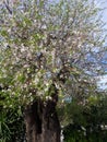 Almonds tree Royalty Free Stock Photo