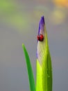 Ladybug Lady Beetle on Iris Bud Royalty Free Stock Photo