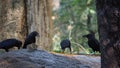 Four crows & a squirrel on the rock at Cubbon Park, Bangalore, India Royalty Free Stock Photo