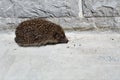 He was caught - Hedgehog Royalty Free Stock Photo