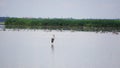 Crane standing in the waterbody at Puducherry, India.