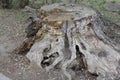 After it was a mighty tree, only a rotten stump remained of it.