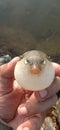 This was my first time fishing and caught a puffer fish Royalty Free Stock Photo