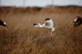 White Ibis at the Pea Island NWR North Carolina