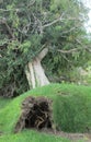 Tree uprooted during a severe windstorm, Salt Lake City, Utah