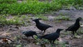 Four black crows is curious about something at Cubbon Park, Bangalore, India.