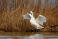 Tundra Swan at the Pea Island NWR North Carolina