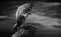 White-backed vulture spreading its wings - Wildlife photo