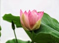 Beautiful lotus in full bloom