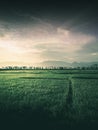 Moody image of rice field