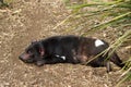 Tasmanian Devil Hobart Australia Royalty Free Stock Photo