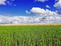 Sunny day, clouds and green filed