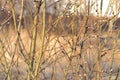 Willow, tree, bush, shrub, spring, sunny day, swollen bud Royalty Free Stock Photo