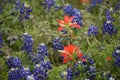 Wildflowers in East Texas Royalty Free Stock Photo