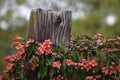 Railroad tie and Cross vine in East Texas