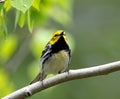 Black-throated Green Warbler in summer plumage