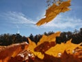 It was a warm autumn day in the park, it was quiet and cozy around.