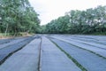 Wasabi farm in Nagano , Japan. Royalty Free Stock Photo