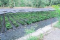 Wasabi farm in Nagano , Japan. Royalty Free Stock Photo